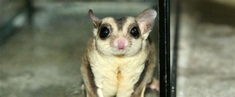 Seu habitat natural são as. PETAURO-DO-AUCAR-TOPO1.jpg (950×395) | Animais, Petauro do açúcar, Mamiferos