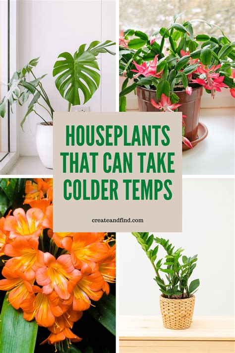 9 Houseplants That Can Take Cold Temperatures