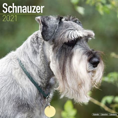 Enjoy the upcoming tournament with us! Schnauzer (Euro) Calendar, Dog Breed Calendars | Pet Prints Inc