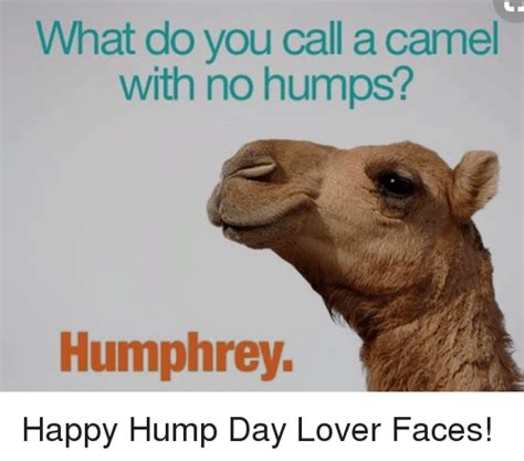 40 hump day camel memes ranked in order of popularity and relevancy. What Do You Call a Camel With No Humps? Humphrey Happy ...