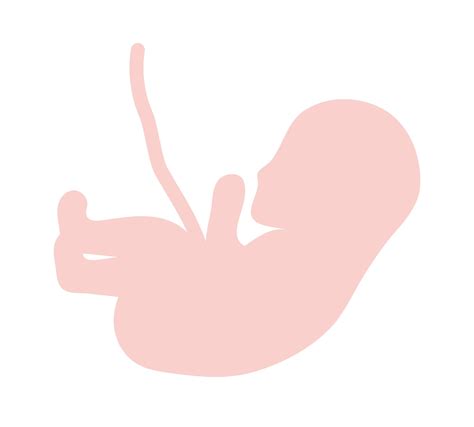 Pink Fetus Isolated 2749566 Vector Art At Vecteezy