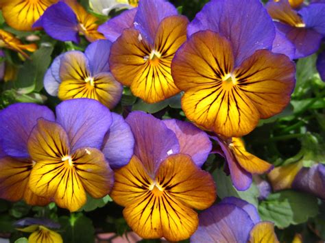 Best Winter Flowers For Florida Gardens Miss Smarty Plants