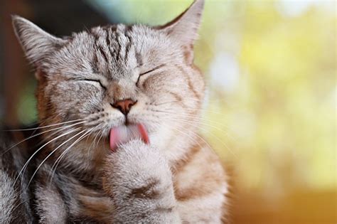 Lovely Cat Licking His Paw For Clean His Hairs Soft Focus Stock Photo
