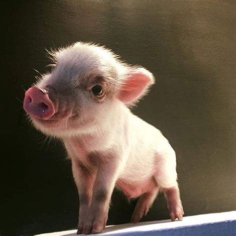 Dont Make Me Come Over There Cute Piglets Baby Piglets Animals