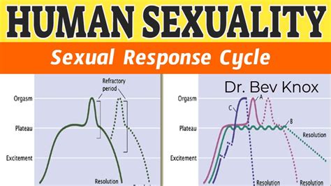 Your Body During Sex The Sexual Response Cycle Youtube