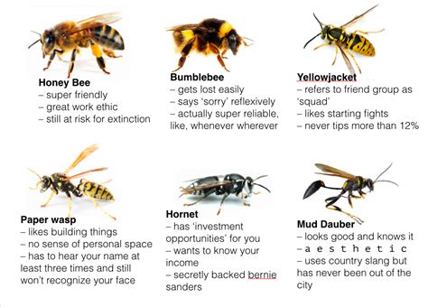 Pin By Amy Leeds On Interesting Types Of Bees Bee Bee Facts