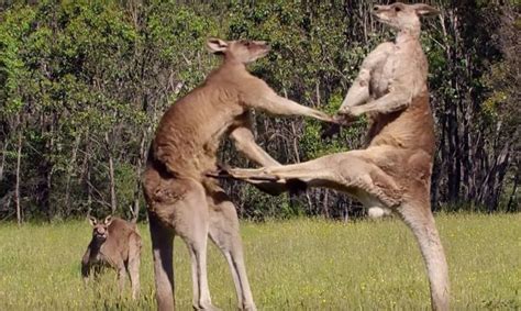 Kangaroo Boxing Fight Life Story Bbc Earth