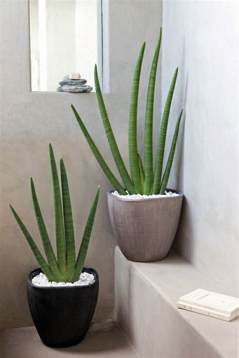 So, is cactus a good indoor plant? Feng Shui plants for harmony and positive energy in the ...