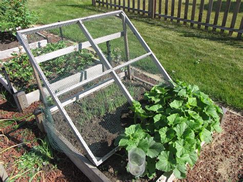 Place the ladder where you would like the cucumbers to grow and surround it with some type of barrier that keeps the vines from creeping too far horizontally. Raised Bed Cucumber Trellis Ideas | Cucumber trellis ...