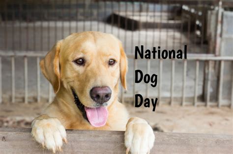 Pet lovers now mark the day in the u.k., ireland, italy, australia, new. National Dog Day in 2020/2021 - When, Where, Why, How is ...
