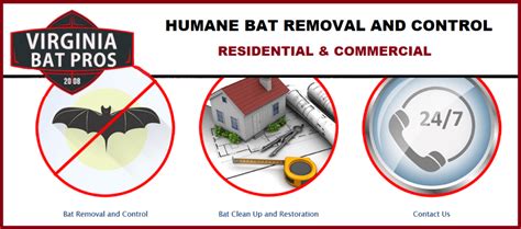 How To Find Bat Removal Service In Virginia Virginia Bat Pros
