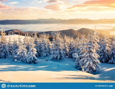 Colorful Winter Sunrise In Carpathian Mountains With Snow Covered Fir