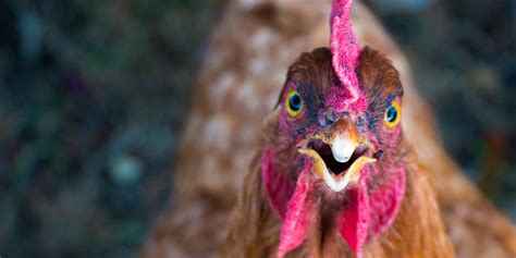 How Chickens Can Run Around With Their Heads Cut Off According To Science Inverse