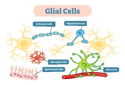 Find Out What Glial Cells Are What Roles They Play In Your Brain And