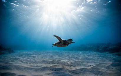 Underwater Turtle Sea Swimming Widescreen