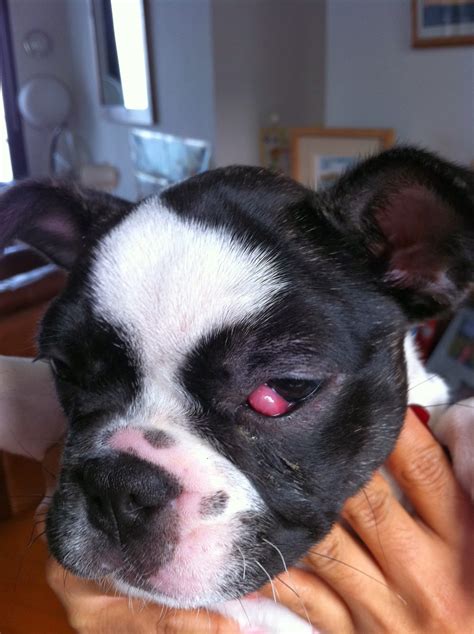 43 French Bulldog Cherry Eye Treatment Photo Bleumoonproductions
