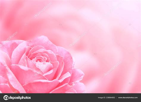 Top 88 Imagen Rose Color Background Hd Vn