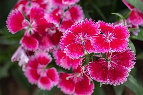 Bright Pink Sweet William Flowers Dianthus Barbatus Flowering In A