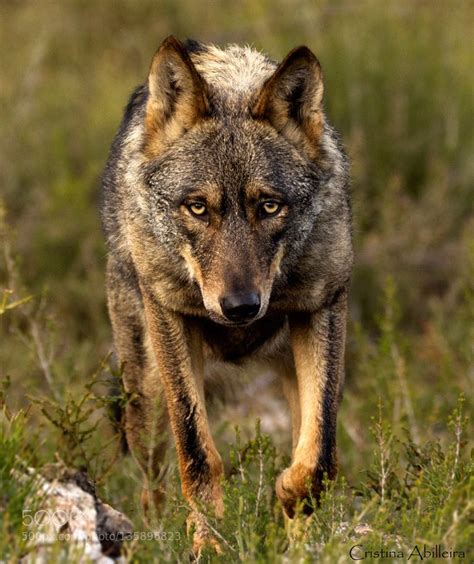 Pin By Kellyditewig On Wolves Wolf Poses Wolf Dog Wolf Photos