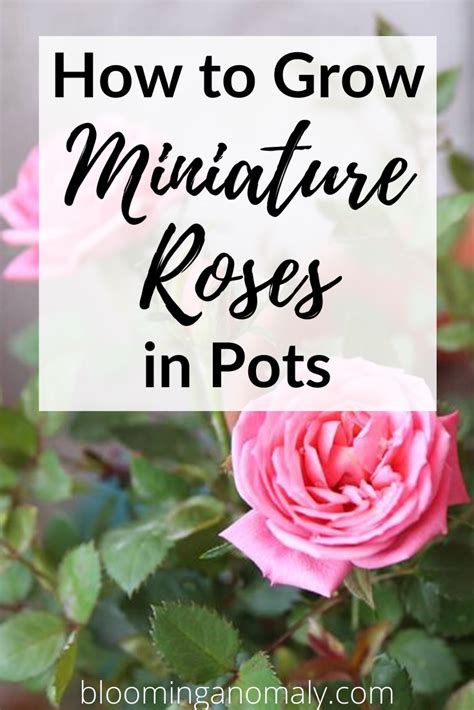 How To Grow Miniature Roses Rose Plant Care Planting Roses Indoor
