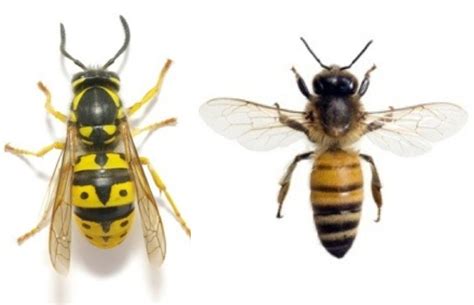 What Is The Difference Between A Wasp And A Bee