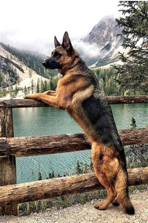 A German Shepherd Standing On Its Hind Legs In Front Of A Fence Looking