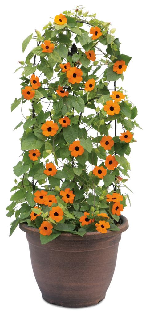 Find more pest professionals in indian trail, nc. Plant Information | Four Star Greenhouse