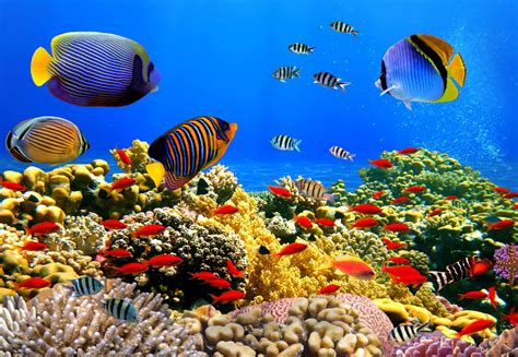 Study Reveals The Value Of Coral Reefs In The Red Sea •