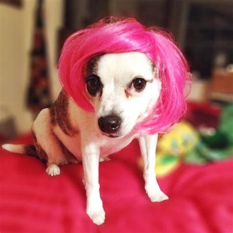 Short Bob Wig Dog Costume Hot Pink Baxterboo