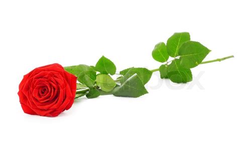 Close Up Shot Of Red Rose Isolated On White Stock Photo Colourbox
