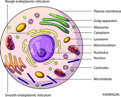 The role and function of the plasma membrane; "The structure of an animal cell, with labeled parts ...