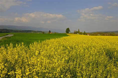 Best Time To See Mustard Fields In Bloom Switzerland 2024 Roveme