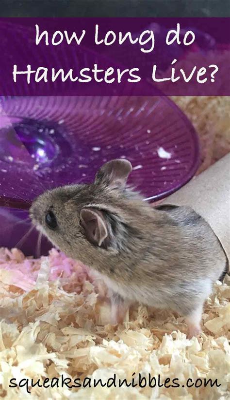How Long Do Hamsters Live A Complete Guide To Hamster Lifespan