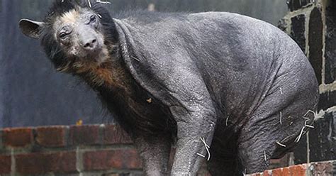 Mystery Of The Naked Bears Who Have Lost Their Fur Coats Mirror Online