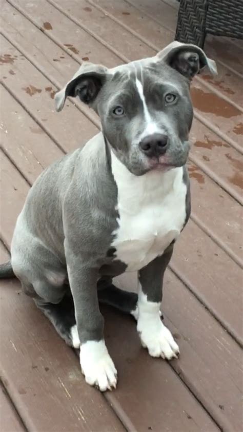 Blue Nose Blue Nose Pitbull Puppies Cute Dogs And Puppies Pitbull