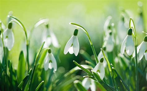 Snowdrop Wallpaper Hd Download