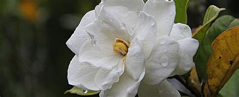 Dlaczego Gardenia Traci Kwiaty I Liście Poradzimy24pl