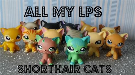 All My Lps Shorthair Cats Lps Savvytv Youtube