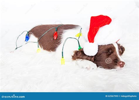 Cute Christmas Puppy Wrapped In Lights Stock Image Image Of Springer