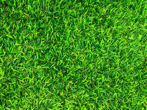 Beautiful Green Grass Pattern From Golf Course For Background Copy