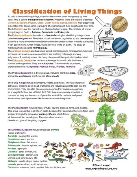 About Classification An Overview Exploring Nature Educational Resource Teaching Biology