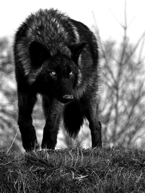 Wolves Wolves Photo 20490138 Fanpop