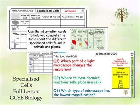 Specialised Cells Lesson Gcse Biology Cell Biology Paper 1