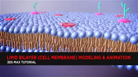 Cell Membrane Drawing Hyperpolarization Potential Action Membrane