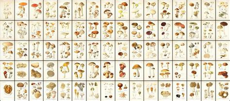 Atlas Of Edible And Poisonous Mushrooms 191 Mushrooms Etsy Vintage