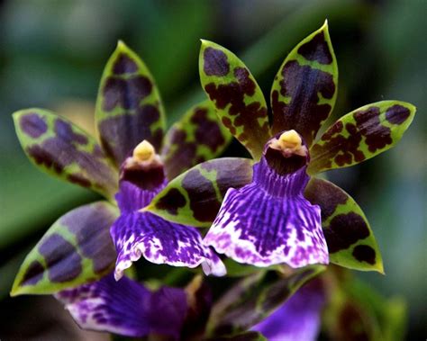 Ho scelto la consegna dopo le 14 ma i fiori sono arrivati la mattina.a parte questo, tutto il resto è stato impeccabile. Zygopetalum - Zigopetalum - Orchidee - Zigopetalum - Orchidee