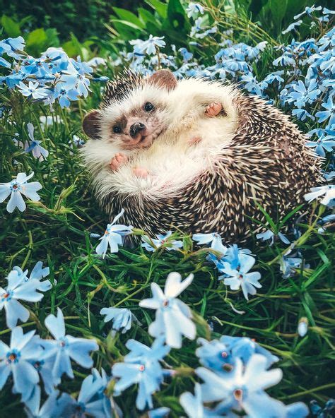 28 Hedgehog Aesthetic Ideas Hedgehog Pet Cute Hedgehog Cute Baby