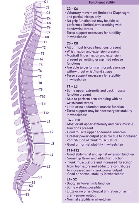 Spinal Cord Spinal Cord Brain Function
