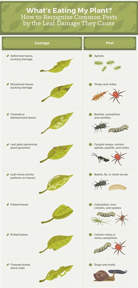 Common Garden Pests And How To Manage Them Infographic Homesteading