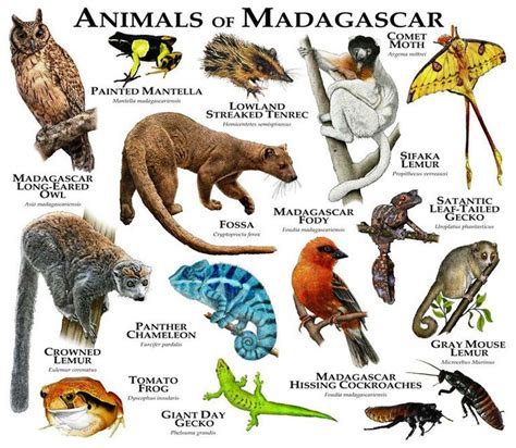 See more ideas about birds pictures with names, animals name in english, bird pictures. 983 best Fichas educacion images on Pinterest